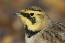 20160123 (4)_Shorelark (800x533).jpg