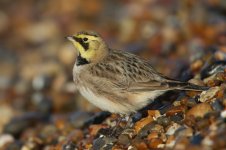 20160123 (6)_Shorelark (800x533).jpg