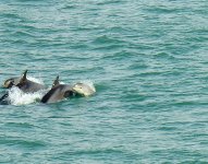 Dolphin Family 2.jpg