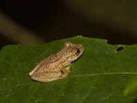 PossibleStauffersLongNosedTreeFrog.jpg