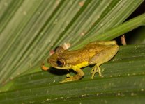 PossibleStauffersLongNosedTreeFrog2.jpg