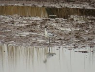 avocet video 023.jpg