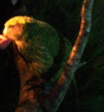 kakapo2.jpg