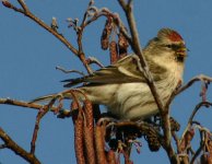 Redpoll-4-MBrown-12242006.jpg