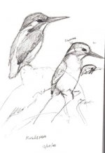 kingfishersketch1.jpg