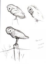 barnowlsketch1.jpg