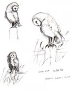 barnowlsketch2.jpg