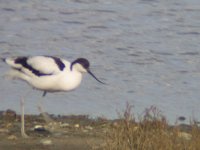 Avocet1.JPG