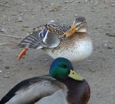 mallard hen2.jpg