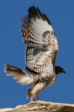 Red tail underwing.jpg