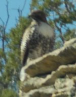 Red tail front on rock.jpg