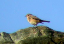 redstart cape clear sept 06.jpg