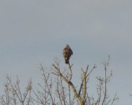 rough-legged hawk.jpg