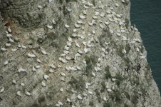 gannet colony.JPG