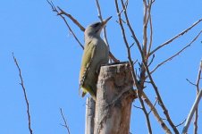 Grey-Headed Woodpecker.jpg