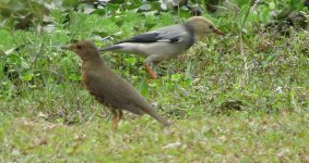 IMG_6204 Japanese Thrush : Silky Starling Photobomb @ Pui OJPG.JPG