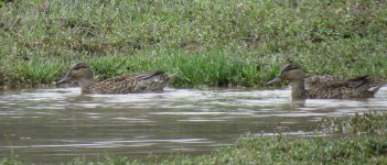 IMG_6182 Eurasian Teal @ Pui O.JPG