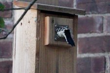 151209_woodpecker2sleep3.jpg