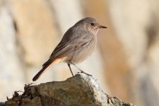 Black Redstart.JPG