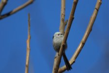 Long-Tailed Tit.jpg