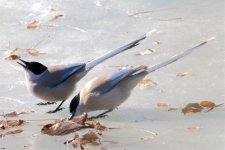 Azure-Winged Magpie.jpg