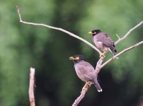 Common Myna (1).jpg