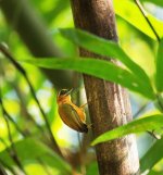 White-browed Piculet (1).jpg