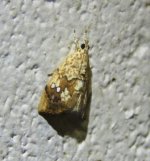 Crocidolomia pavonana male.JPG