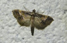 Hydriris ornatalis.JPG