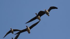 Greater White-fronted and Bean Geese.jpg