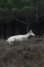 20160110 (13)_Fallow_Deer (533x800).jpg