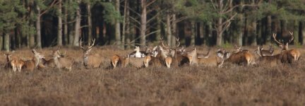 20160110 (17)_Red_and_Fallow_Deer (800x278).jpg