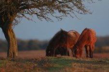 20160110 (23)_New_Forest_Ponies (800x533).jpg