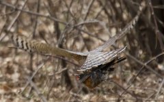 Hawk ID-5564.jpg