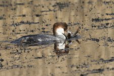 Smew (F).jpg