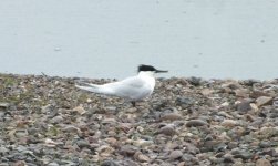 3. sarnwich tern Apr 16 DSCF3792.jpg