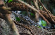 Tegu sp.jpg