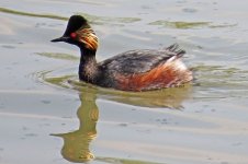 Black-necked grebe.jpg