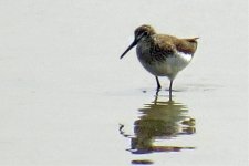 Green sandpiper.jpg