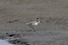 Kentish Plover.jpg