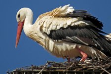 Stork1.jpg