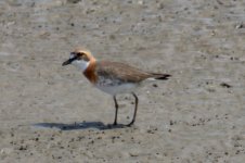 Lesser Sand Plover.jpg