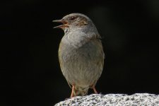 Dunnock.jpg