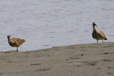 Eurasian Curlew.jpg