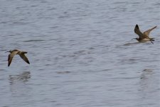 Eurasian Curlew (1).jpg