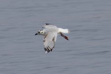 Saunder's Gull.jpg