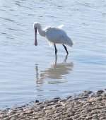 ElHondo_spoonbill1_s.jpg