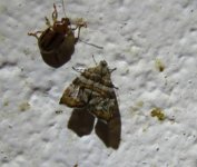 Choreutis periploca 28 01 16 (1).JPG