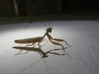 Burying mantis (1).JPG