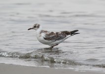 1E6A4236_gray hooded gull.JPG